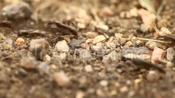 草地上的黑蚂蚁视频的预览图