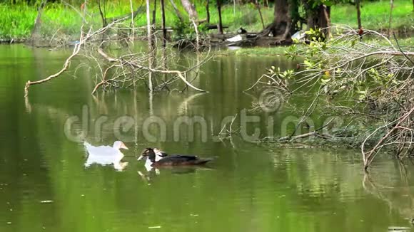 鸭子在池塘里游泳录像视频的预览图
