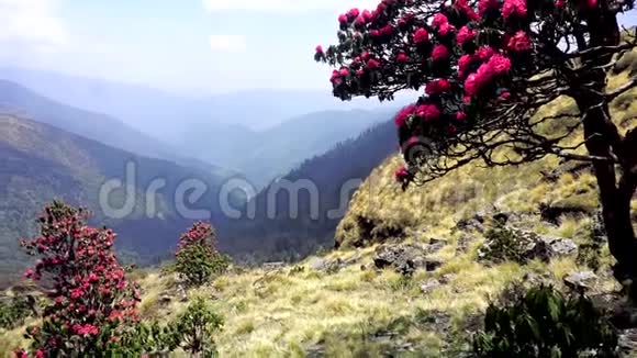在尼泊尔山区开花的杜鹃花视频的预览图