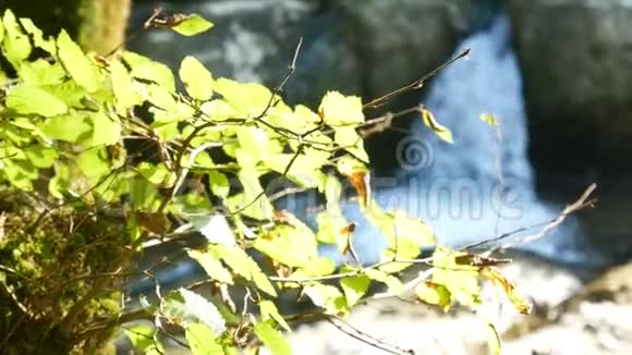 大自然绿江瀑布视频的预览图