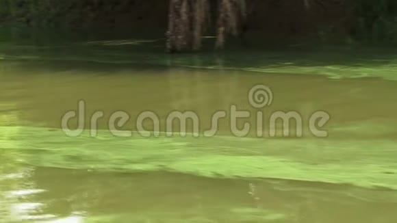 亚马孙河带绿藻的水视频的预览图