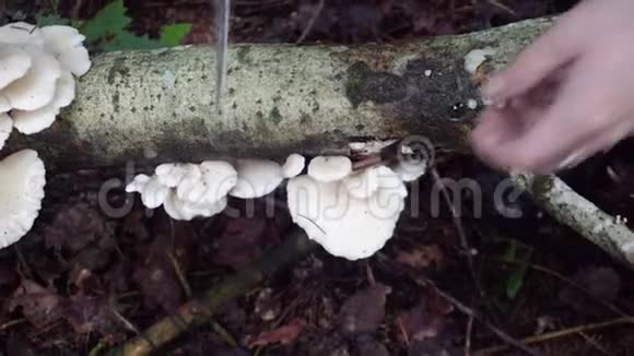 秋天在森林里采蘑菇视频的预览图
