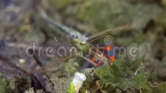 虾在海底草地上寻找食物视频的预览图