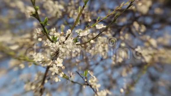 春天的樱花枝春天盛开的樱桃视频的预览图