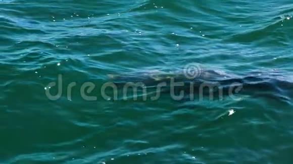 海洋和海豚在缓慢运动视频的预览图