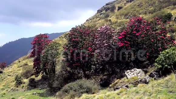 在尼泊尔山区开花的杜鹃花视频的预览图