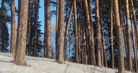 冬天的松林在寒冷的阳光下的全景视频的预览图