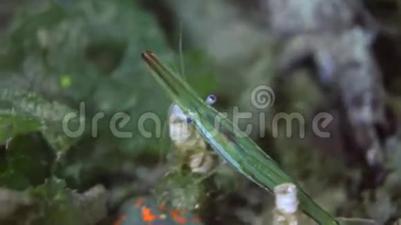 虾在海底草地上寻找食物视频的预览图