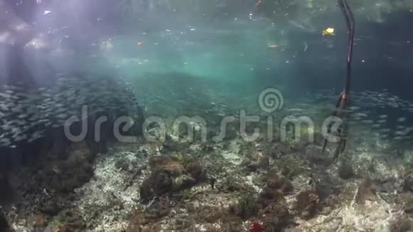 RajaAmpat的红树林和教育鱼视频的预览图