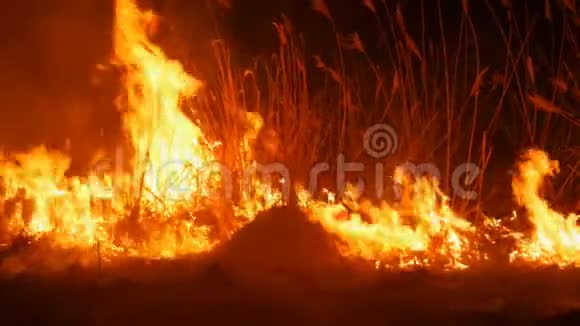 一场可怕的危险的野外大火烧干草草火焰中的大面积自然视频的预览图