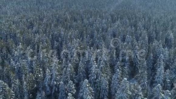 雪覆盖云杉林的空中景观视频的预览图