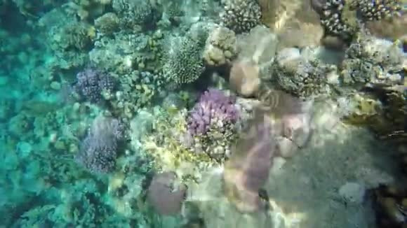 珊瑚礁上的彩色珊瑚视频的预览图