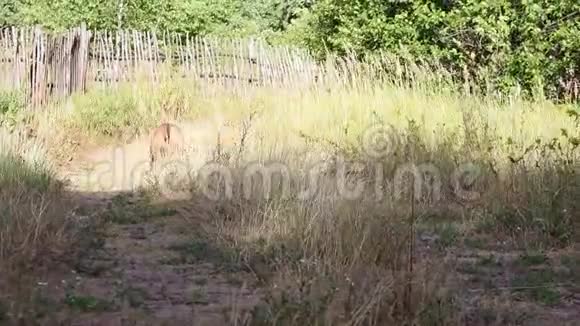 斯塔福德郡犬训练和行走视频的预览图