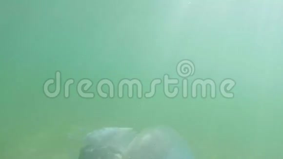 美杜莎水母在海水中慢慢漂浮视频的预览图