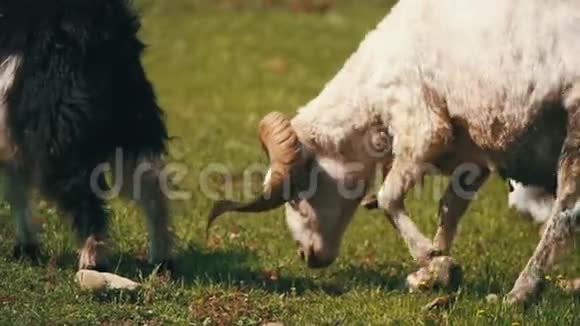 在田野里放牧的羊与山腰的羊慢动作视频的预览图