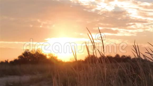 五彩缤纷的日落背景下的草地视频的预览图