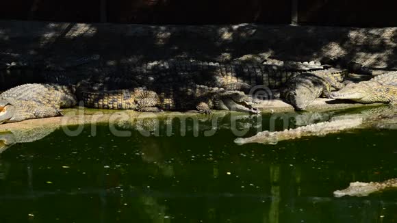 鳄鱼进入河流在自然公园或动物园游泳视频的预览图