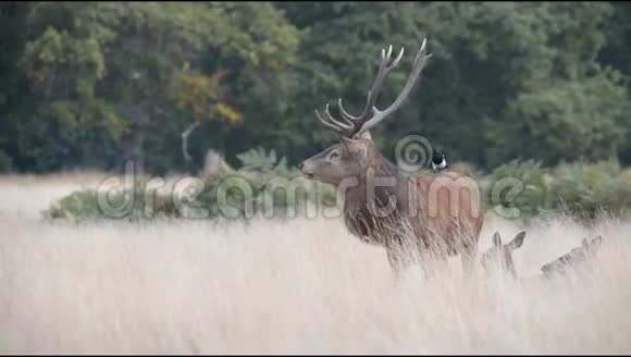 红鹿鹿鹿角视频的预览图