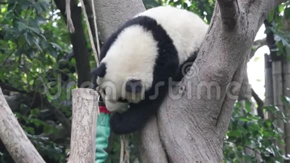 中国成都熊猫基地的绒毛熊猫幼崽视频的预览图
