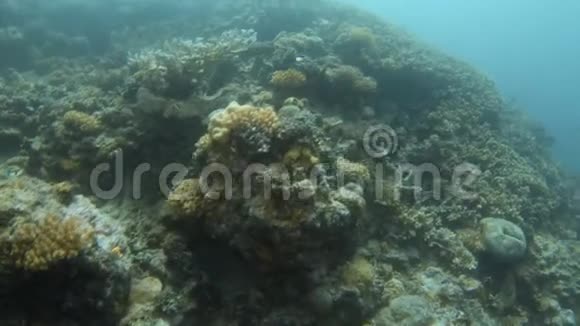 巨大的珊瑚礁视频的预览图