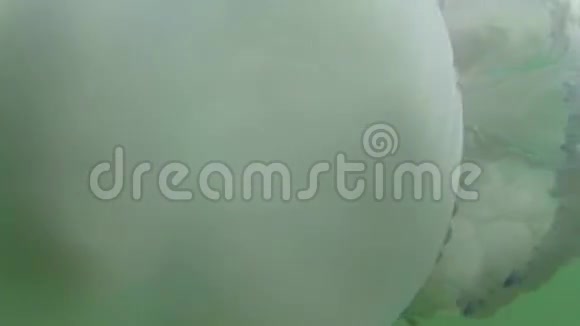 美杜莎水母在海水中慢慢漂浮视频的预览图