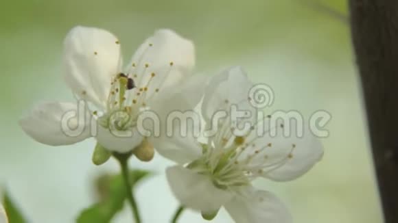 春天的樱花枝春天盛开的樱桃视频的预览图