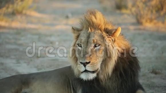 非洲雄狮视频的预览图