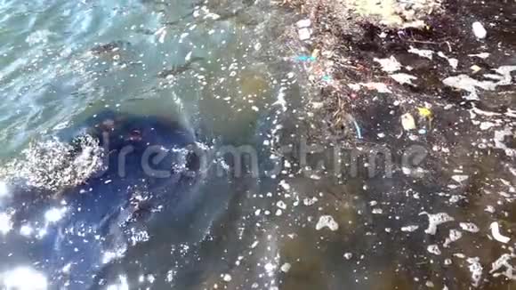 肮脏和塑料垃圾造成的水污染视频的预览图