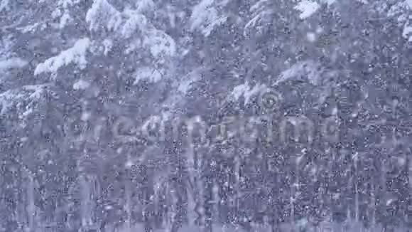 冬天松林的降雪背景有雪的圣诞树慢动作视频的预览图