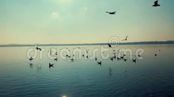 鸟儿在湖上缓慢地飞翔视频的预览图