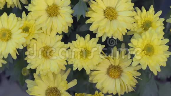 在阳光充足的夏季或春季花卉花园中的黄花和绿叶背景用于美容装饰和农业视频的预览图