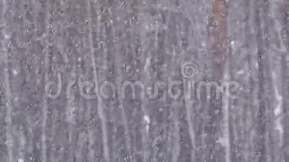 冬天松林的降雪背景有雪的圣诞树慢动作视频的预览图