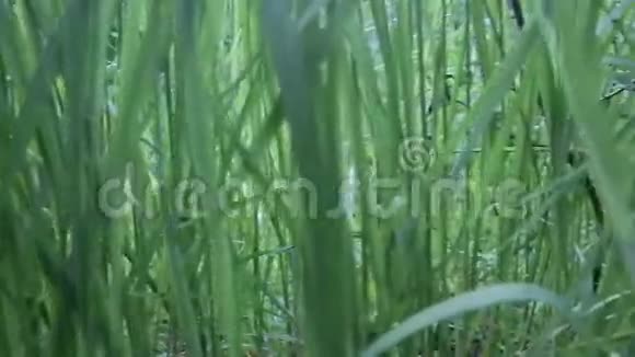 江边绿草如茵视频的预览图