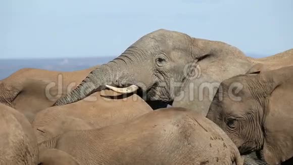 非洲大象的互动视频的预览图