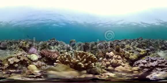 珊瑚礁和热带鱼vr360视频的预览图