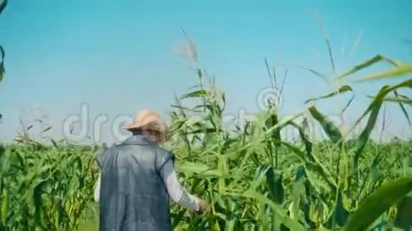 玉米地里的农夫撕裂玉米一个戴草帽的老人走在玉米地里检查未来的收成视频的预览图