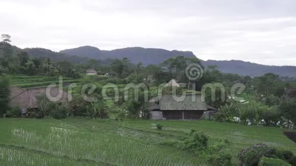 覆盖水稻梯田和棕榈树的山和农民的房子巴厘岛印度尼西亚视频的预览图