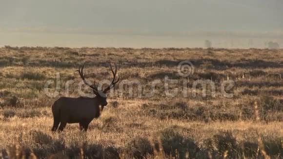 太阳升起的公牛麋鹿视频的预览图