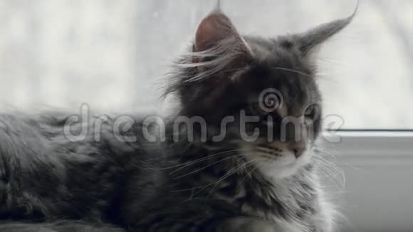可爱的小猫坐在窗户上看着视频的预览图