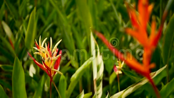 橙黄螺旋Strelitzia鸟乐园宏观特写绿色背景异国热带盛开的花朵视频的预览图