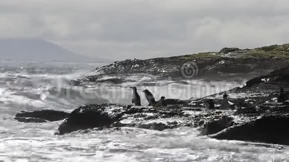 蚱蜢企鹅福克兰岛视频的预览图