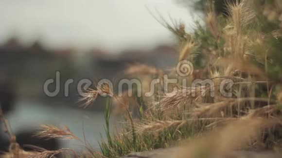 美丽的花朵特写镜头宏观的视频的预览图