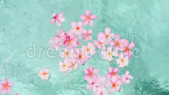 热带花卉frangipani梅花莱拉瓦德漂浮在水中水疗池平静与安宁视频的预览图