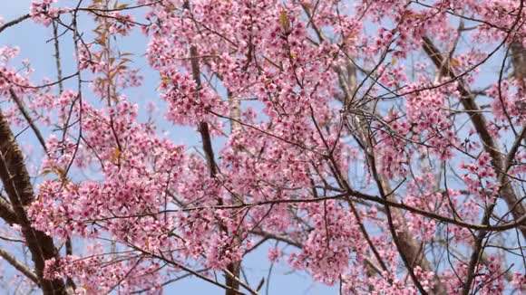 蓝色天空的春天粉红色的花树视频的预览图