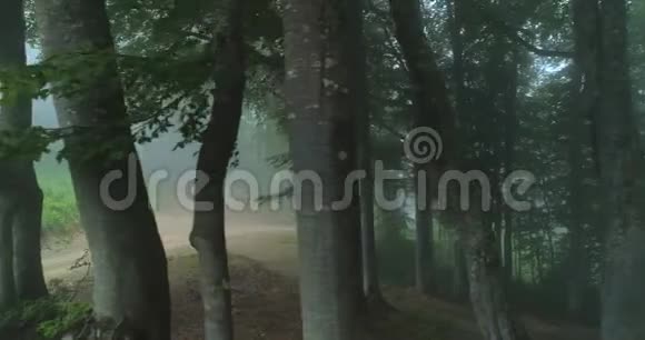 美丽的薄雾森林视频的预览图