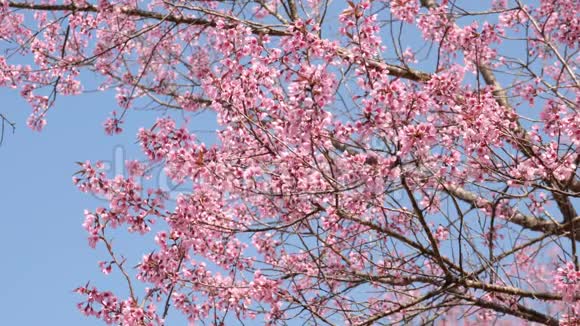 蓝天上美丽的樱花树视频的预览图