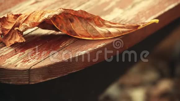 秋叶木桌日视频的预览图
