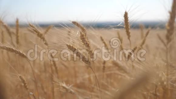 小麦麦田日落景观慢动作视频农民智慧农业生态理念小麦田视频的预览图