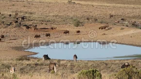 王尔德贝斯特和羚羊在一个水洞里视频的预览图