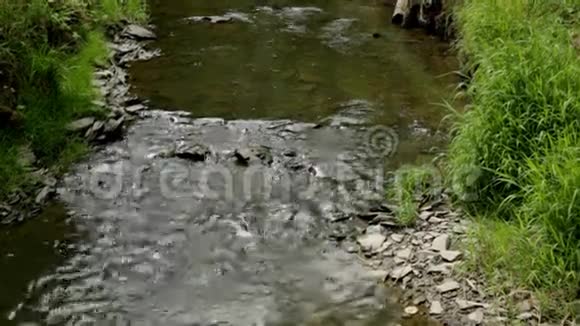 森林里的溪流视频的预览图